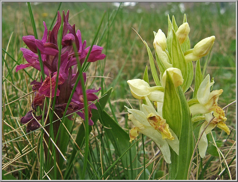 Safari botanico all''Alpe Devero